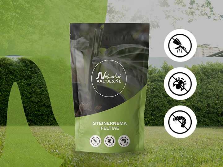 Steinernema feltiae - Aaltjes tegen rouwvliegen